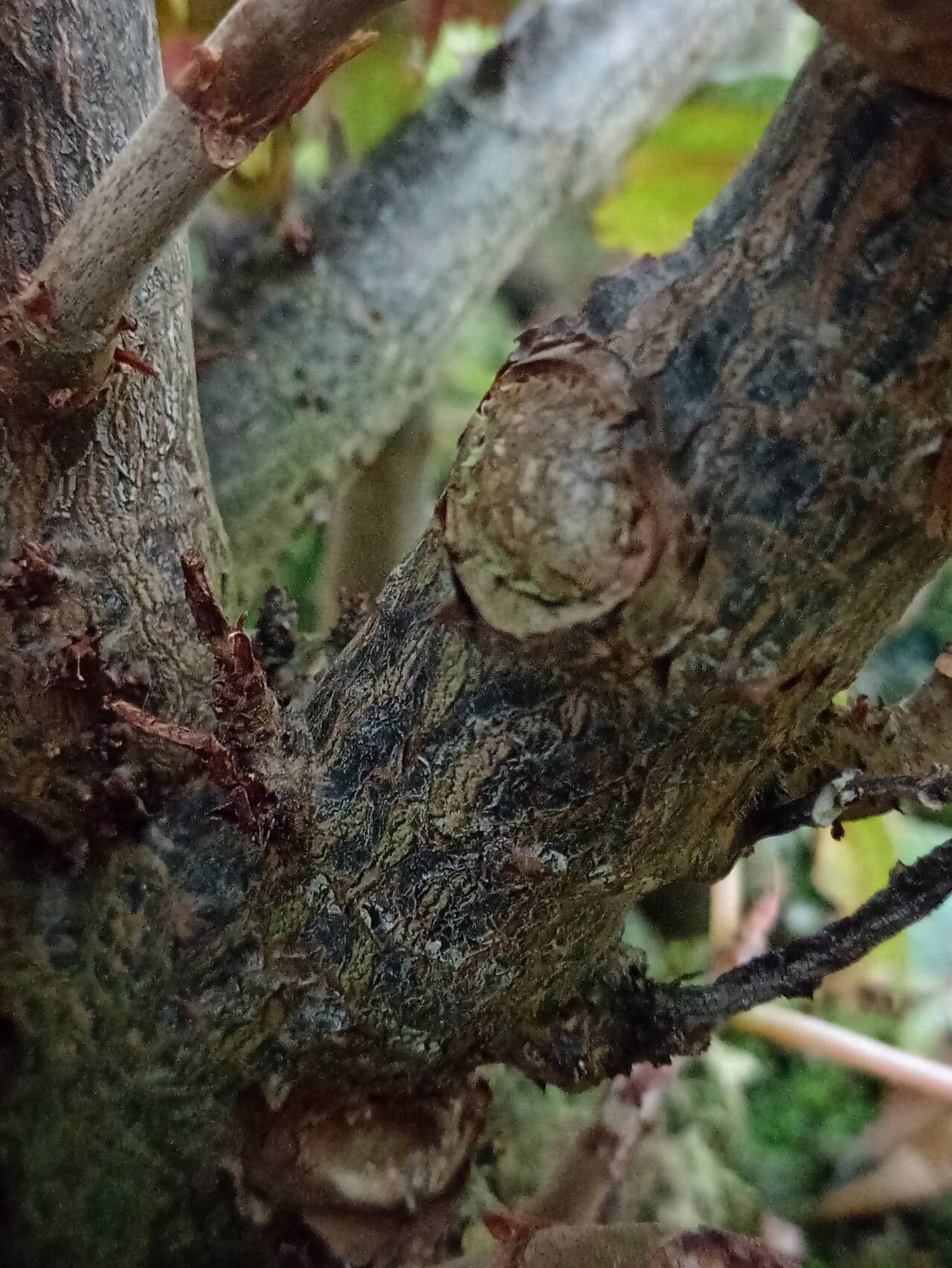 Begonia acerifolia bark