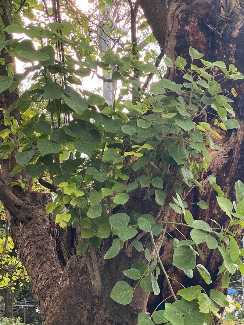 Erythrina rubrinervia — search result for 'Erythrina'