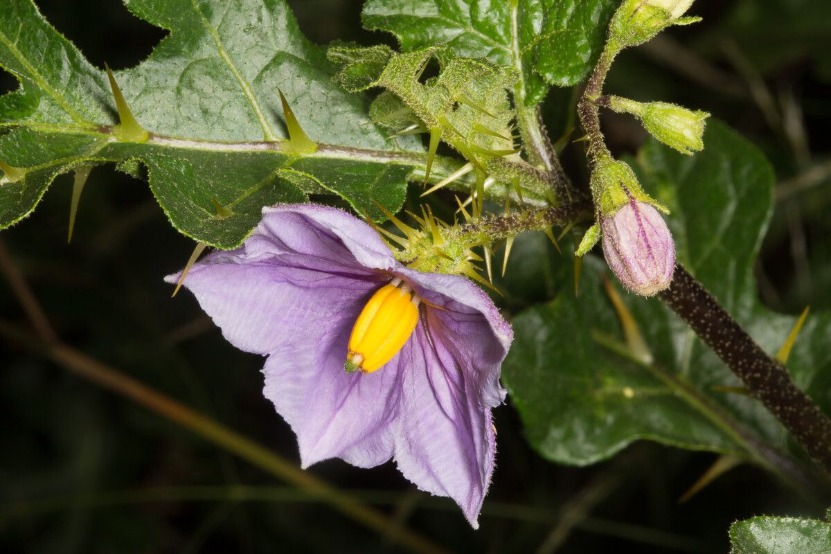 Solanum linnaeanum flower