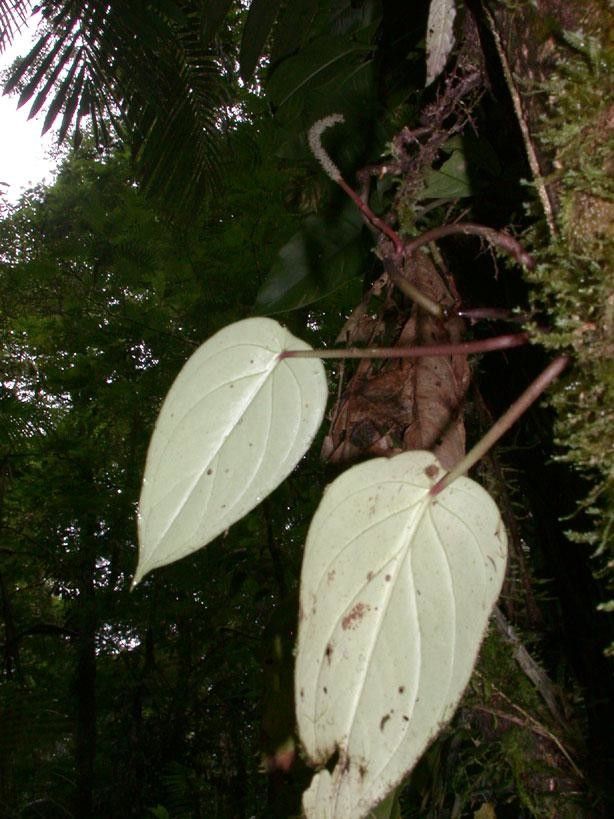 Peperomia hernandiifolia other