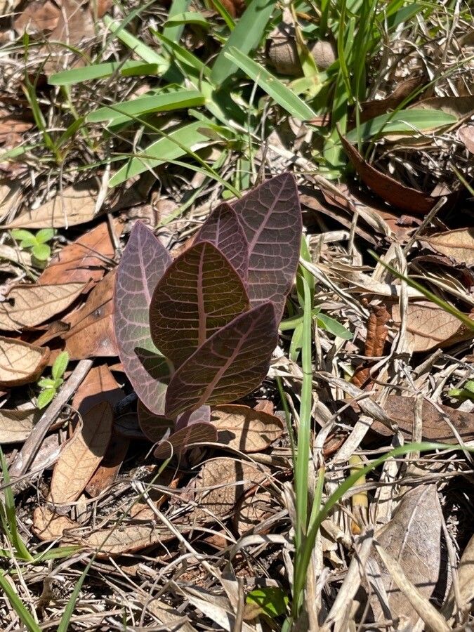 Asclepias humistrata — search result for 'Asclepias'