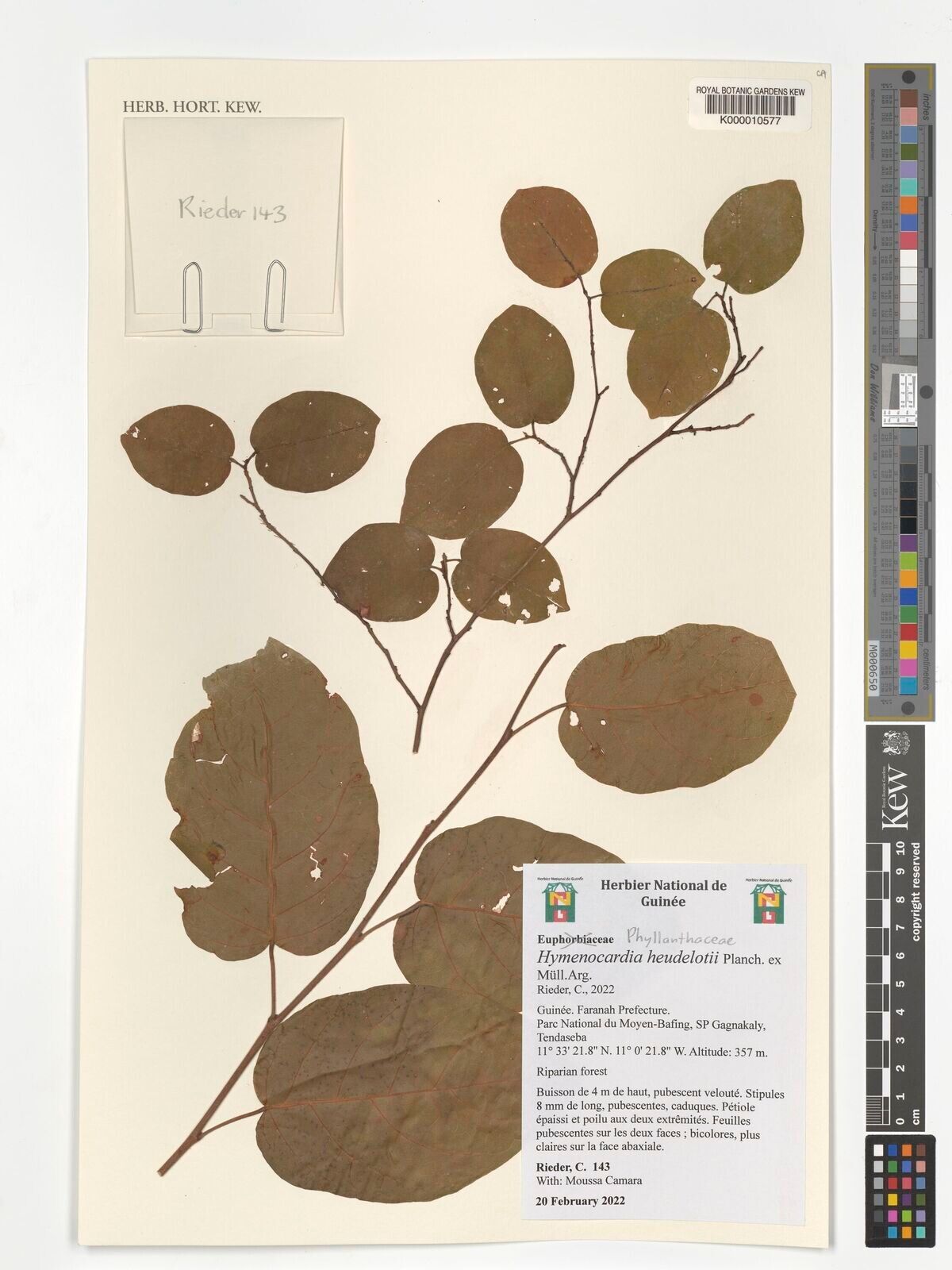 Hymenocardia heudelotii — related species from the same genus