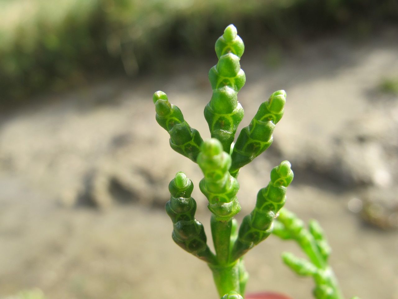 Salicornia x marshallii — houseplant care guide