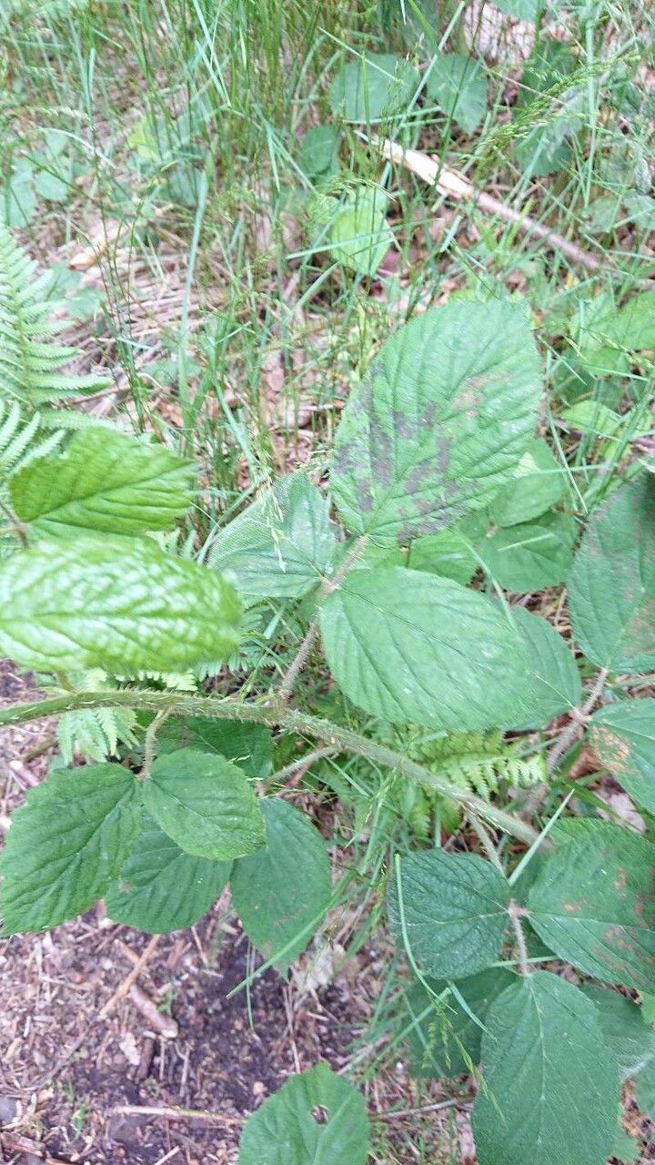 Rubus schleicheri — search result for 'Rubus'