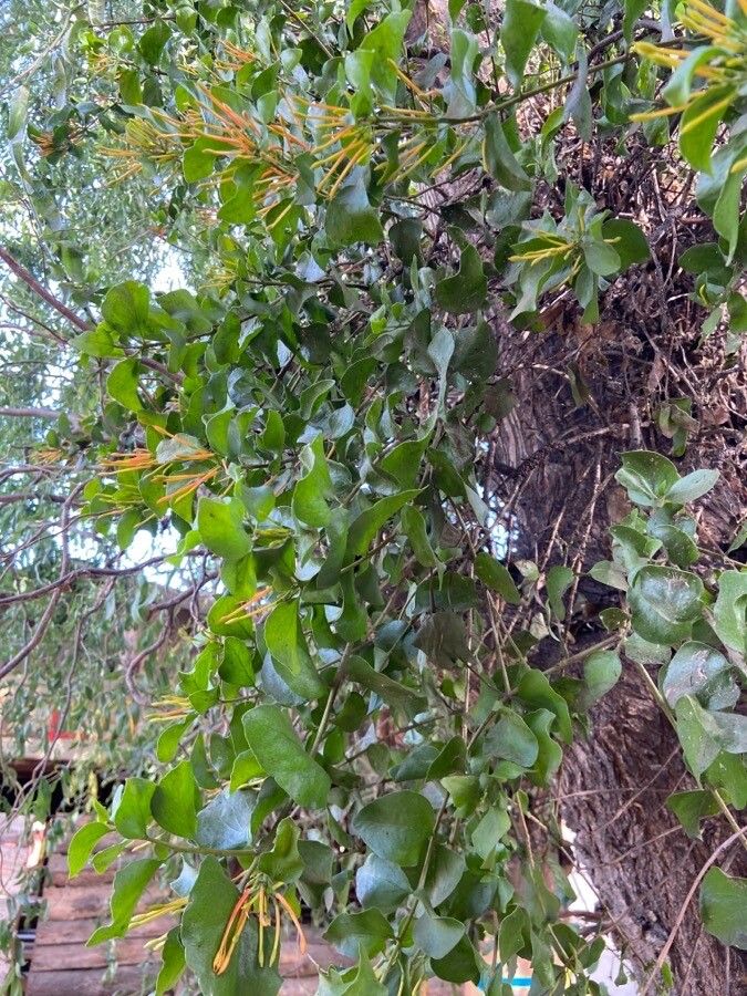 Tristerix corymbosus — houseplant care guide