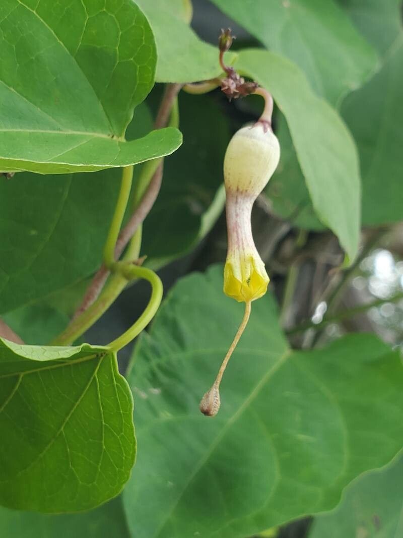 Ceropegia rhynchantha flower