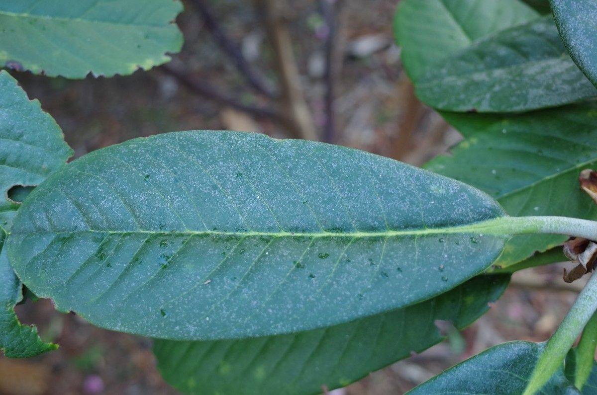 Rhododendron hodgsonii leaf