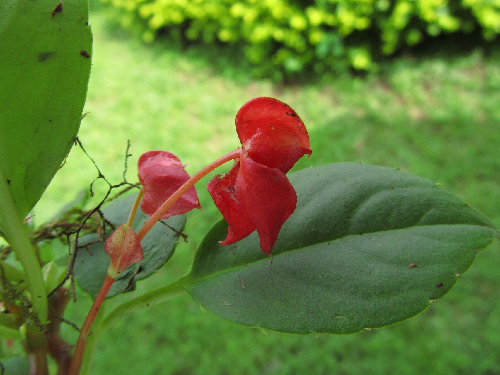 Impatiens etindensis flower