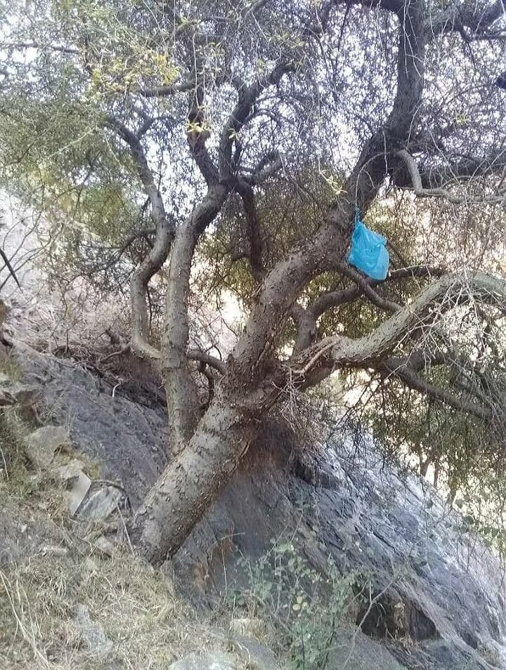 Commiphora simplicifolia — houseplant care guide