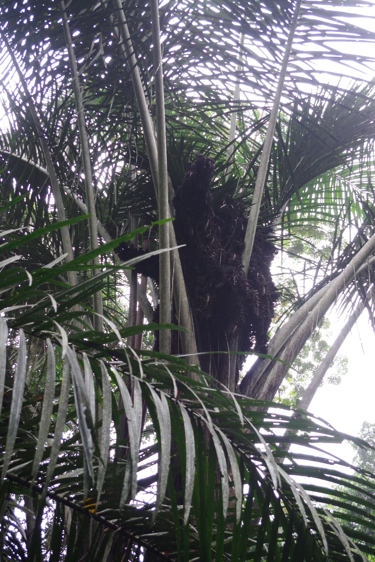 Raphia monbuttorum — search result for 'Raphia'