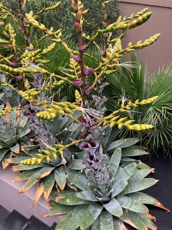 Vriesea saundersii — houseplant care guide