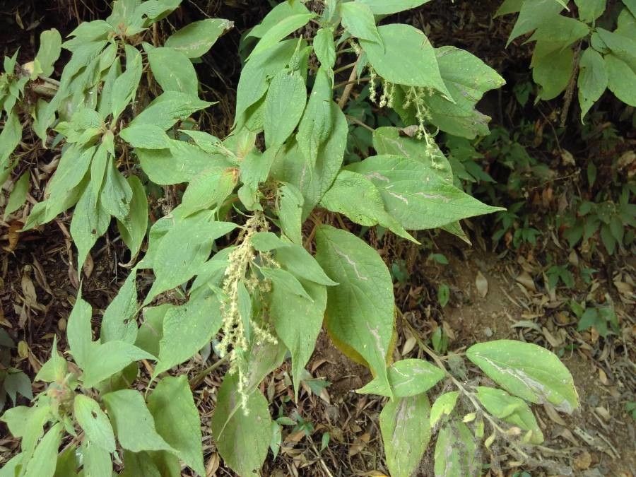 Gesnouinia arborea leaf