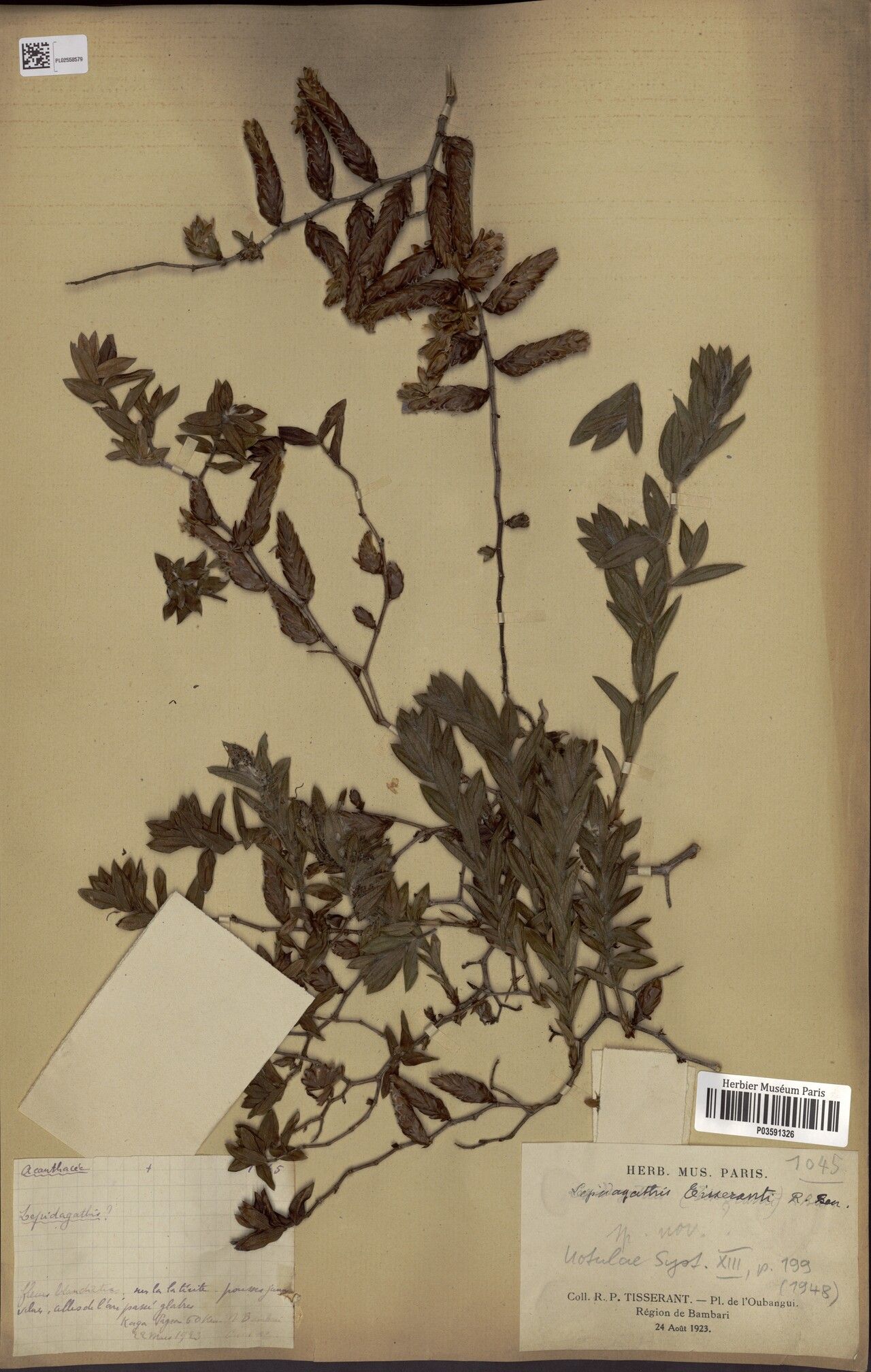 Lepidagathis tisserantii — houseplant care guide