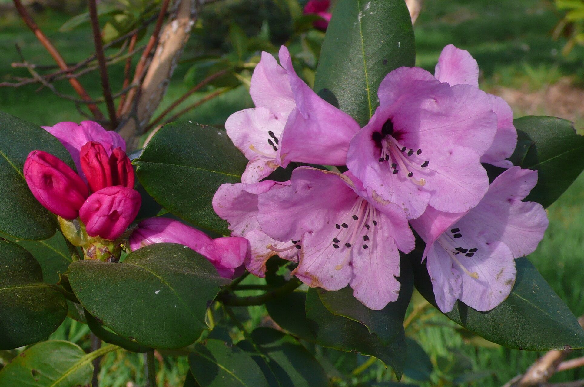 Rhododendron maculiferum flower