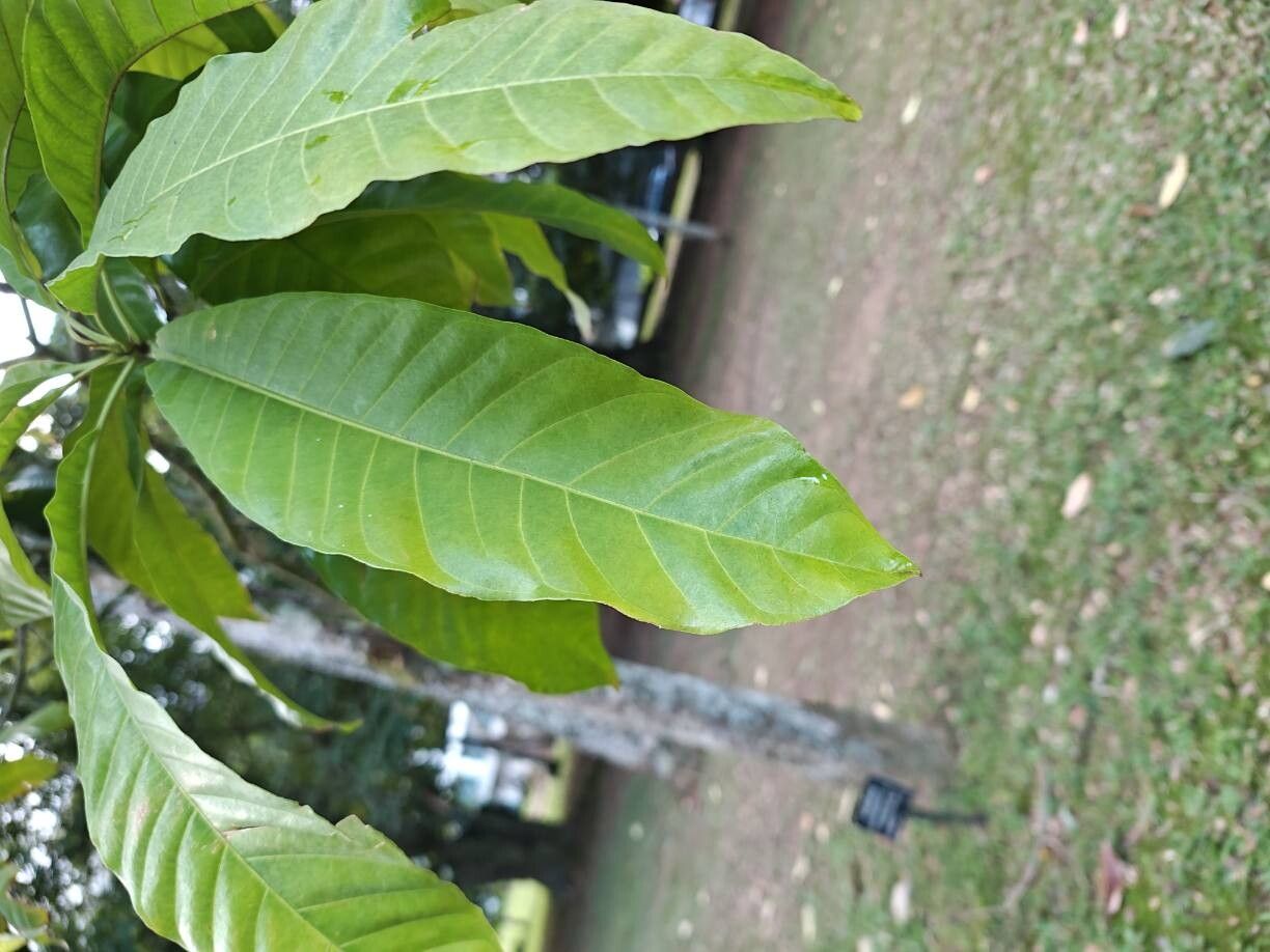 Gustavia speciosa — related species from the same genus