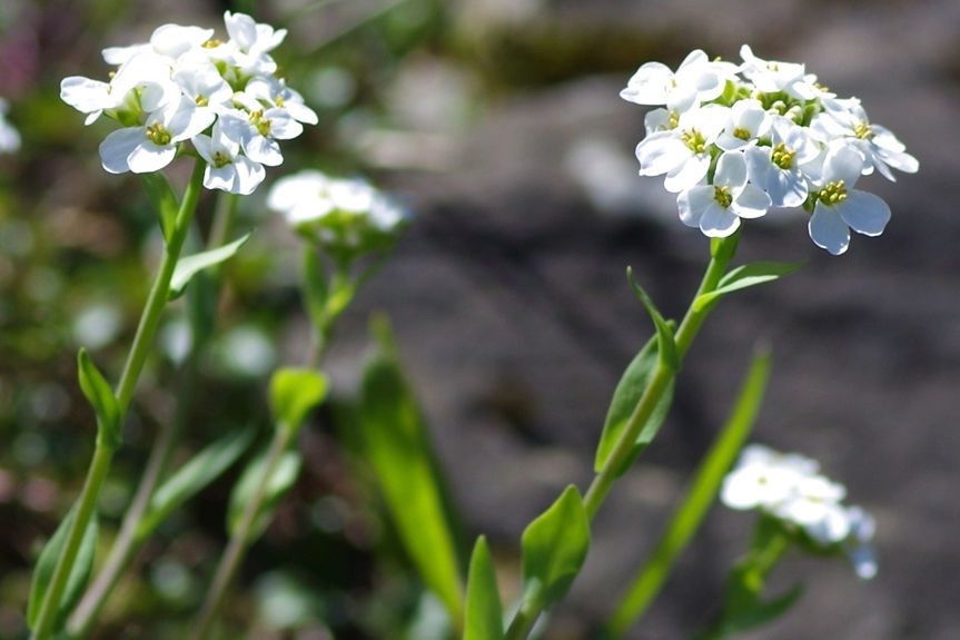 Noccaea fendleri habit