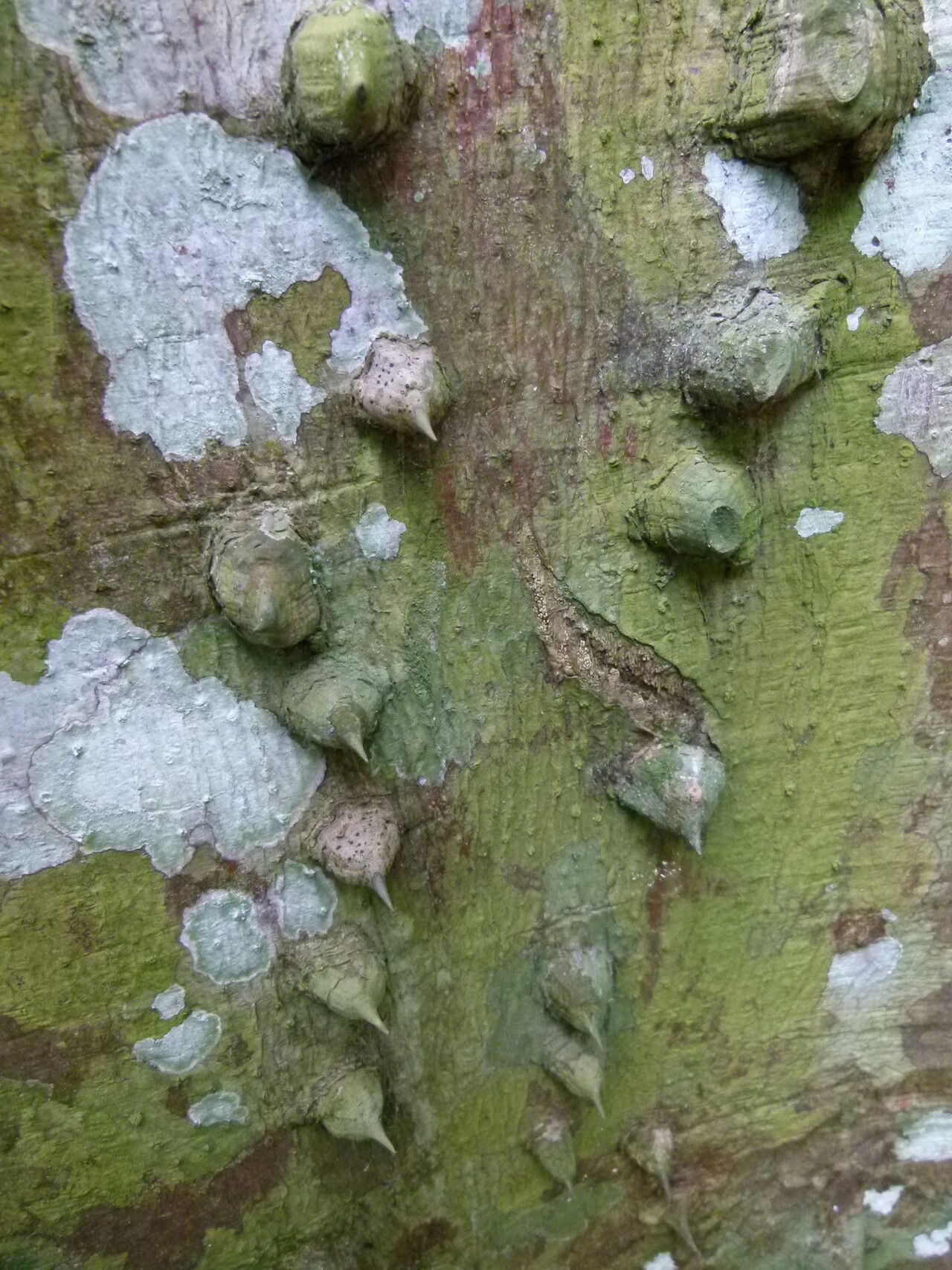 Erythrina wieringae bark