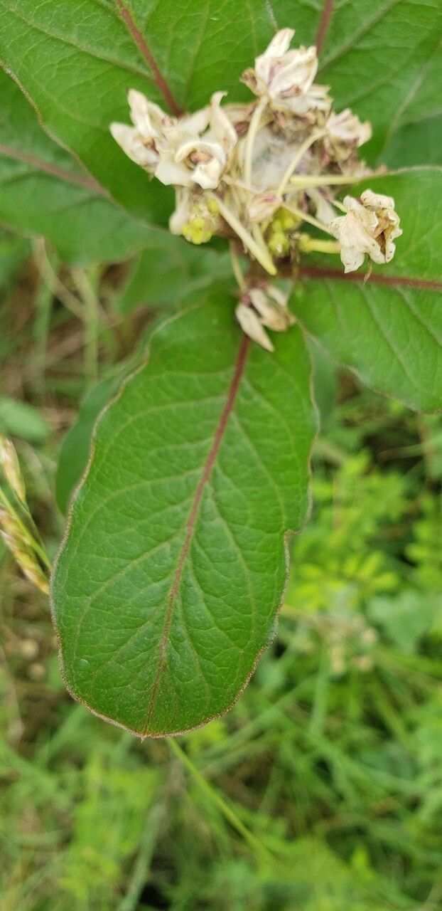 Asclepias tomentosa — search result for 'Asclepias'