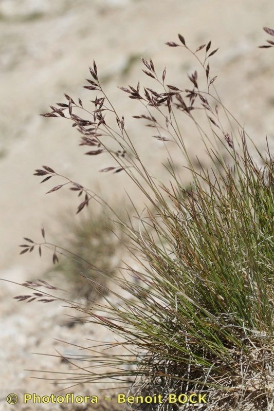 Festuca pumila other