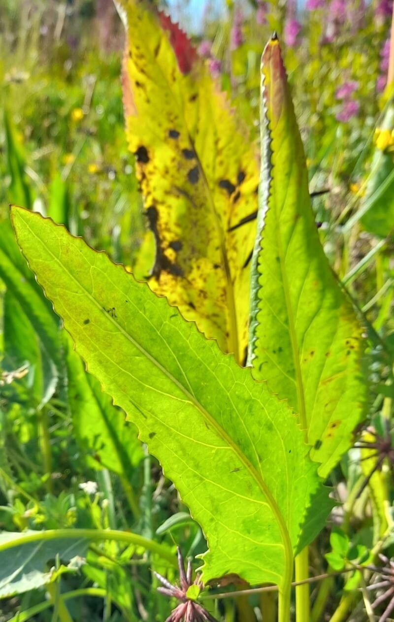 Senecio fistulosus — houseplant care guide