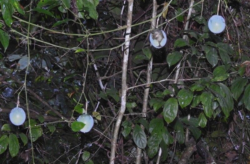 Passiflora kikiana fruit