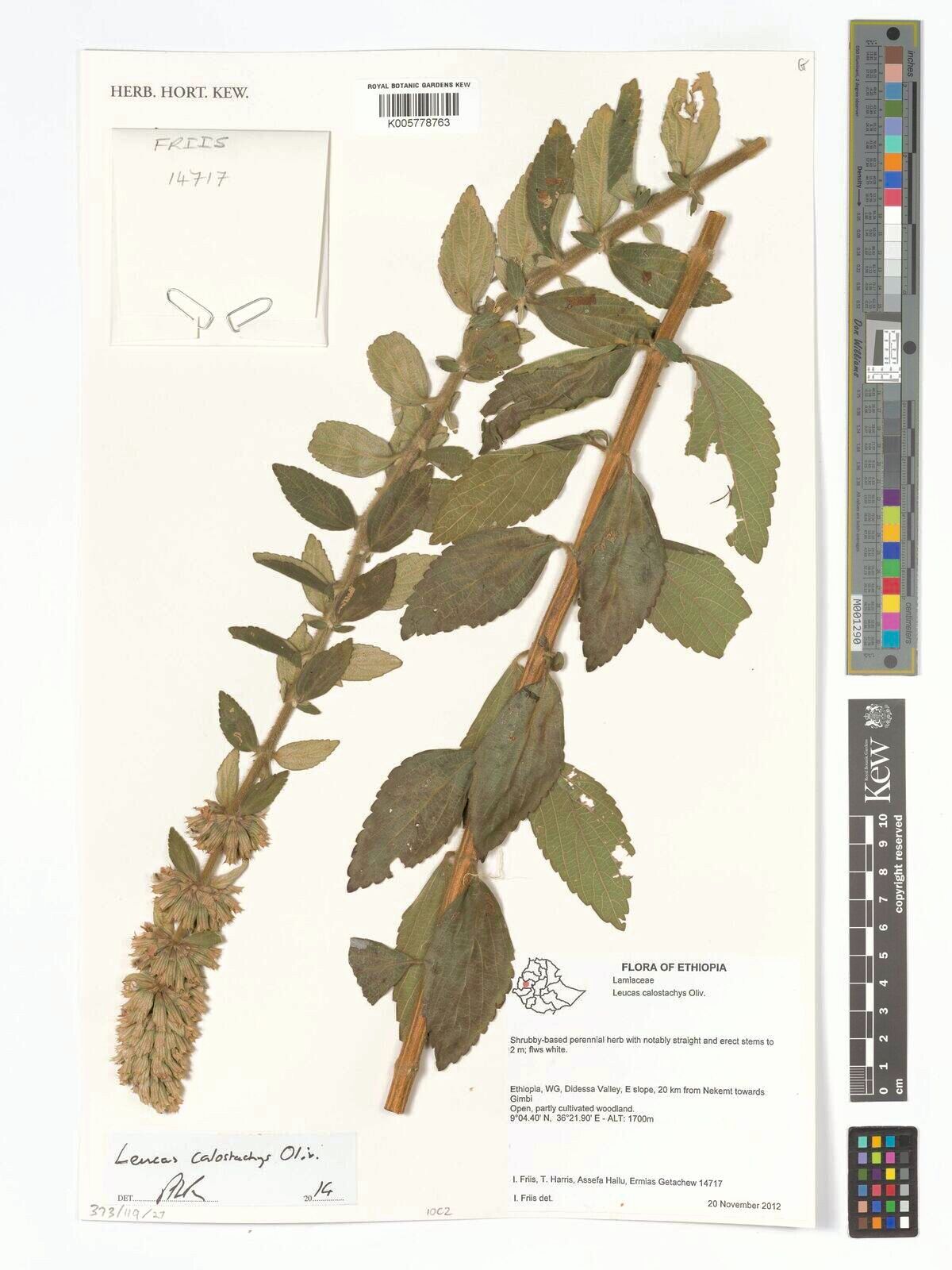 Leucas calostachys — related species from the same genus