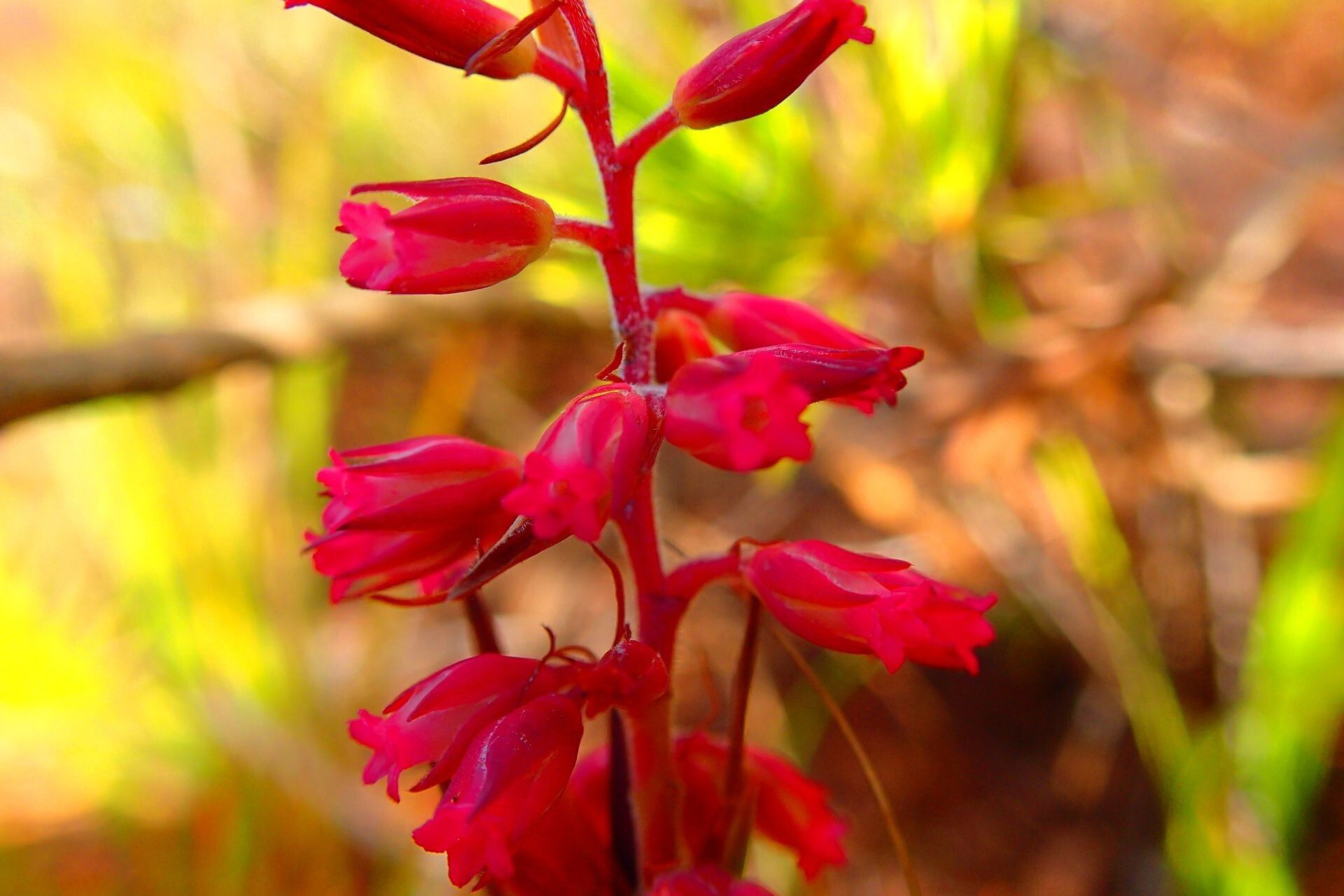 Dracophyllum balansae — related species from the same genus