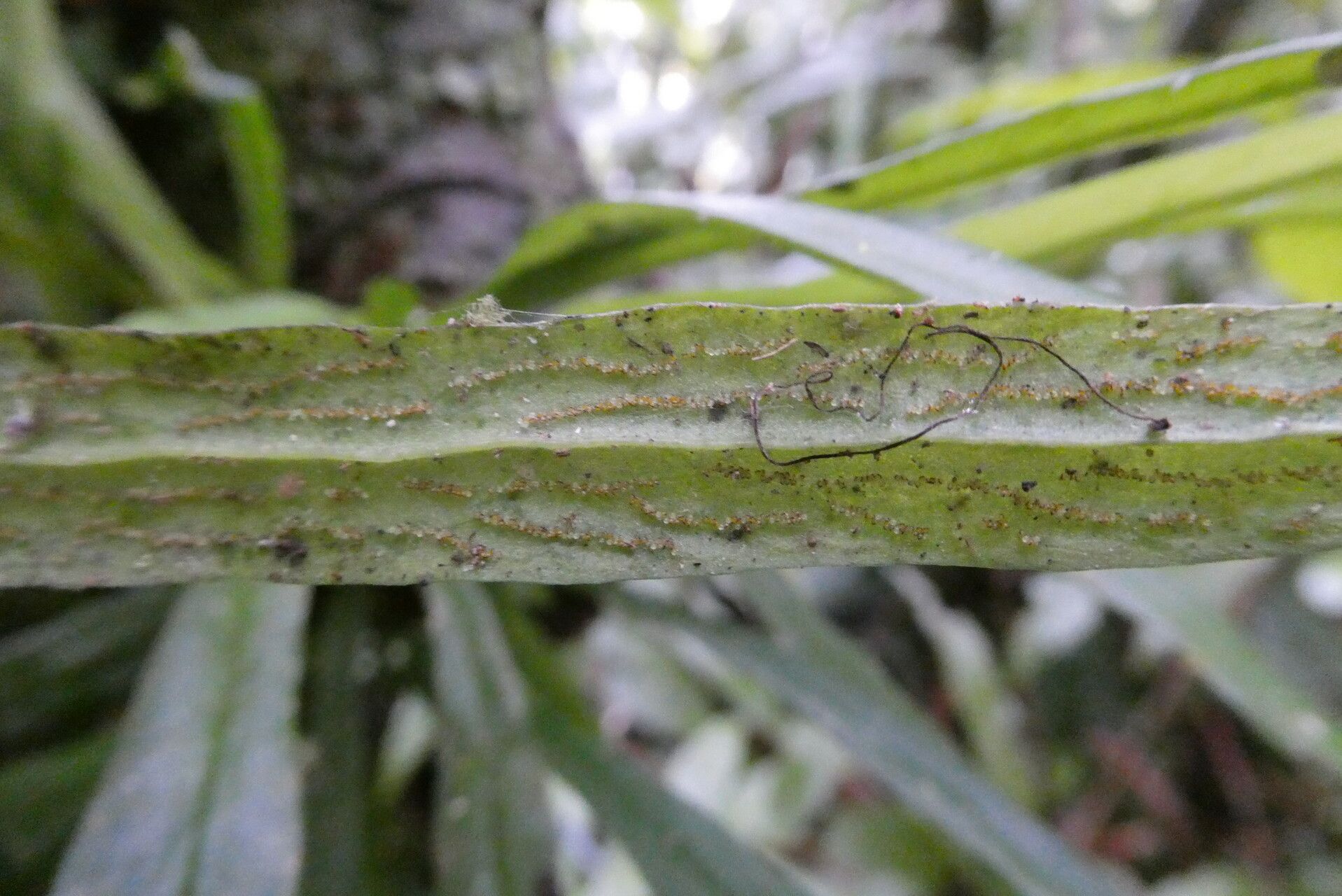 Antrophyum lanceolatum — houseplant care guide