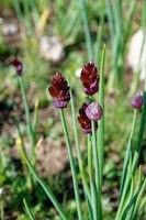 Allium atrosanguineum flower