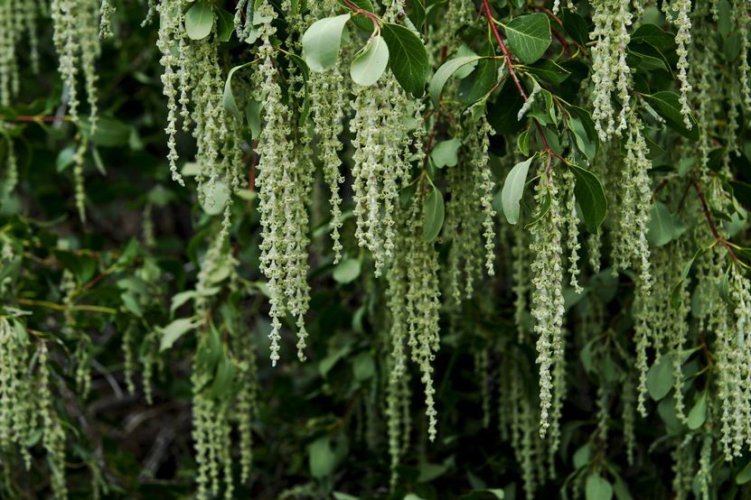 Garrya fremontii fruit