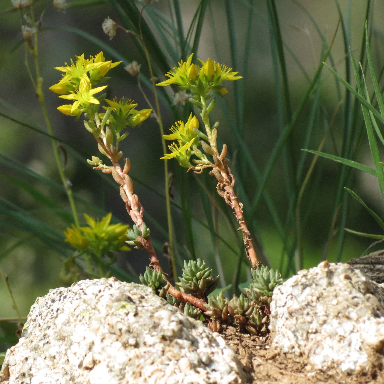 Sedum lanceolatum habit