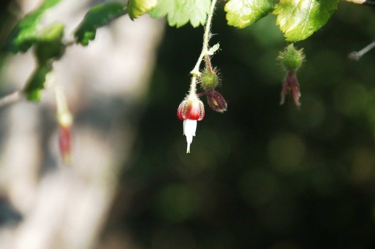 Ribes thacherianum — search result for 'Ribes'
