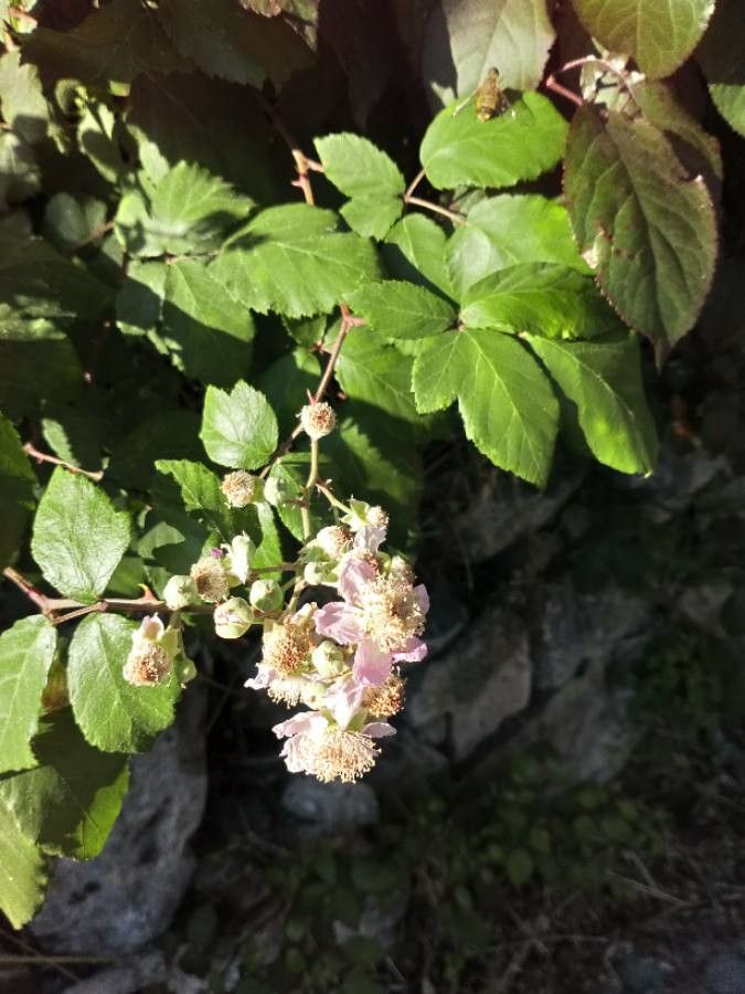 Rubus imbricatus flower