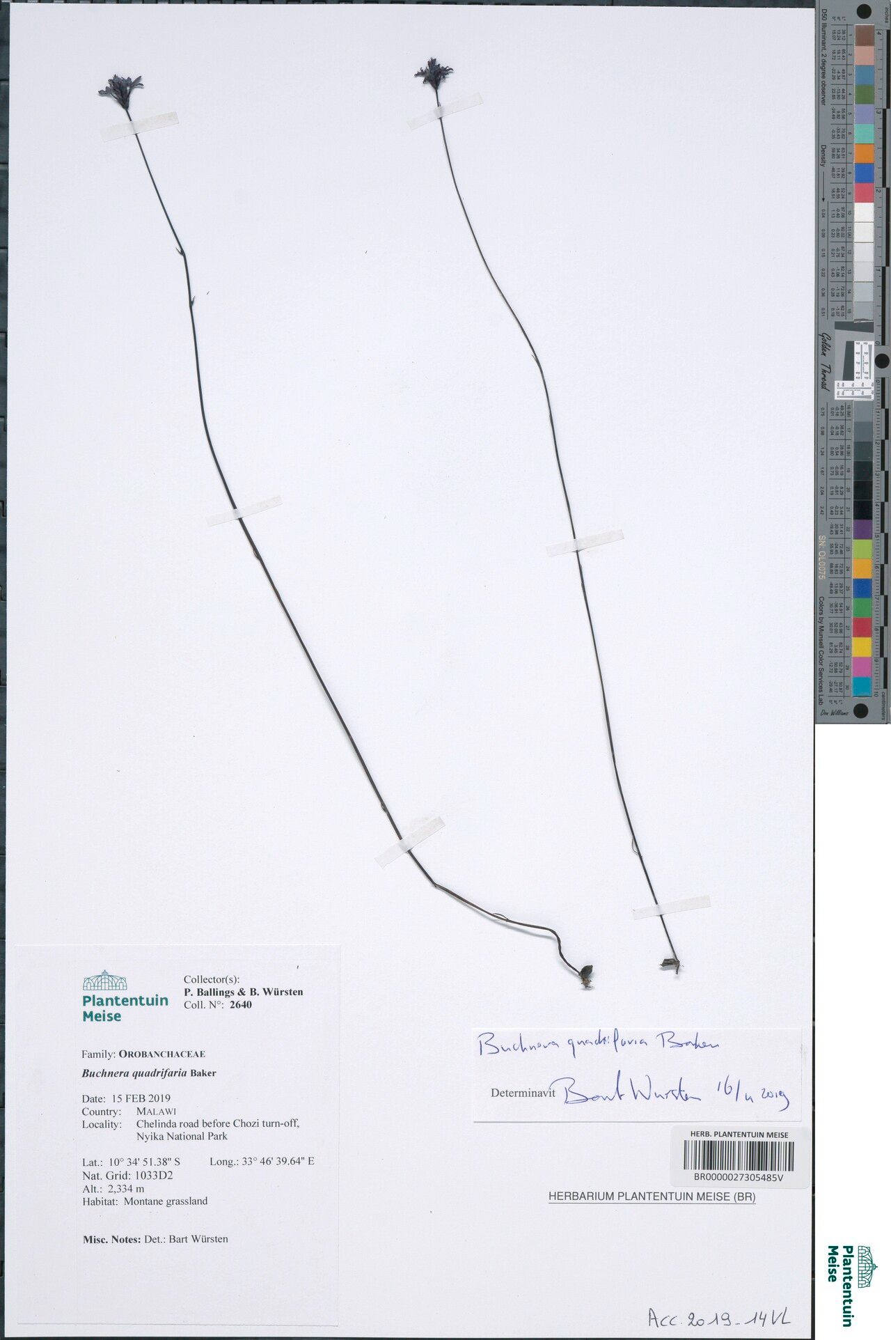 Buchnera quadrifaria — houseplant care guide