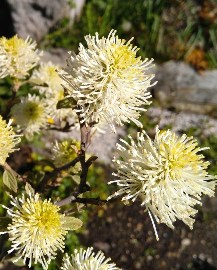 Fothergilla gardenii flower