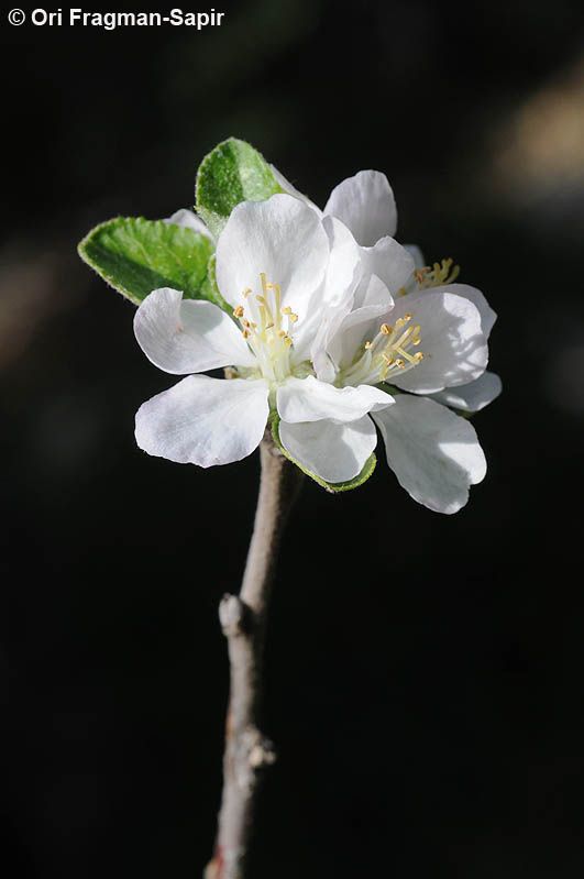Malus orientalis flower