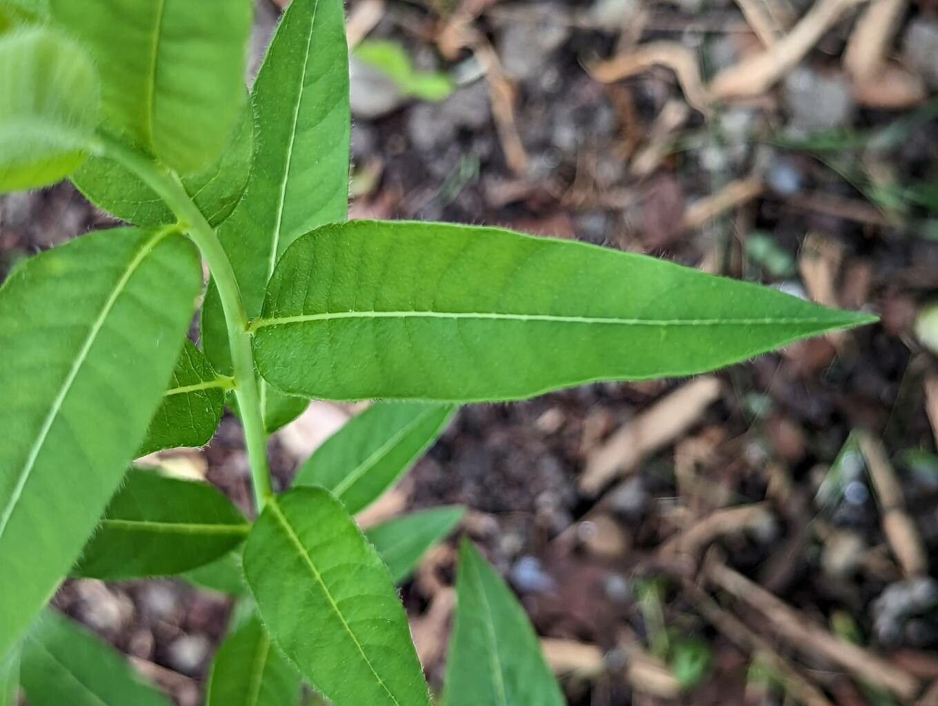 Amsonia elliptica — related species from the same genus