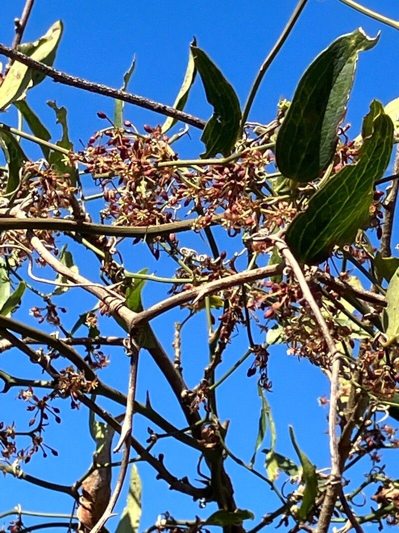 Smilax campestris flower