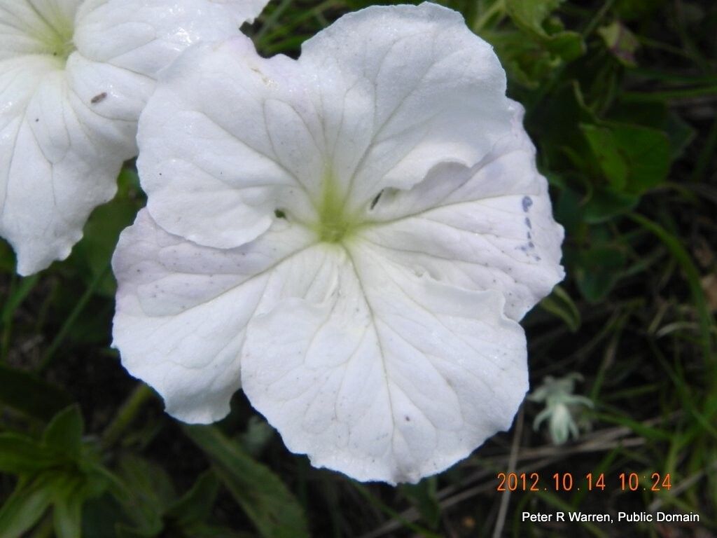 Cycnium adonense flower