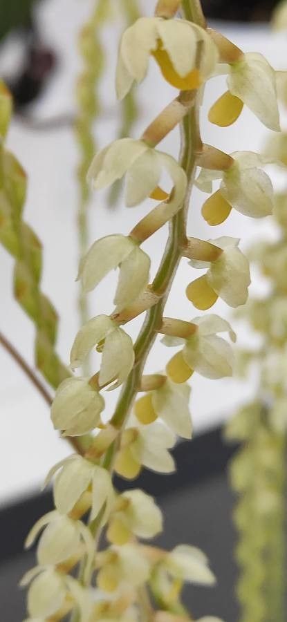 Dendrochilum cobbianum flower