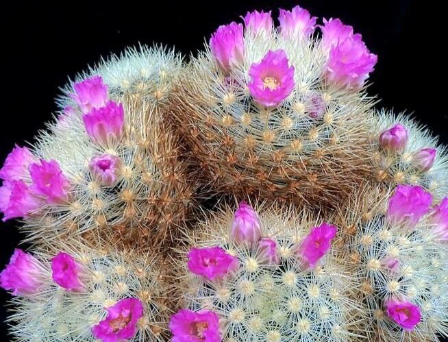 Mammillaria laui habit