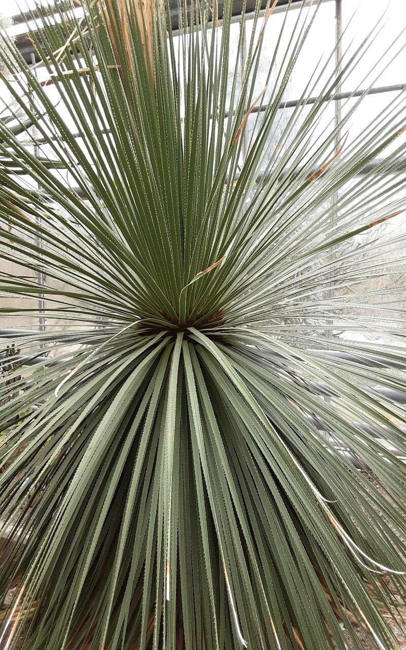 Dasylirion glaucophyllum leaf