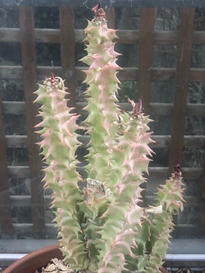 Euphorbia neoarborescens leaf