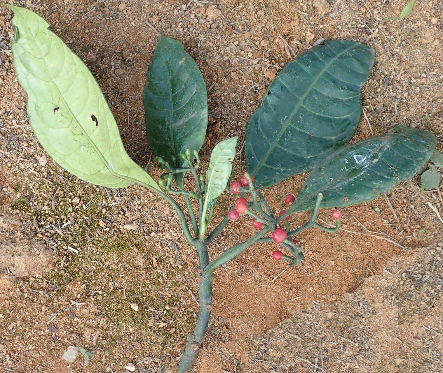 Psychotria nubisylvae — houseplant care guide