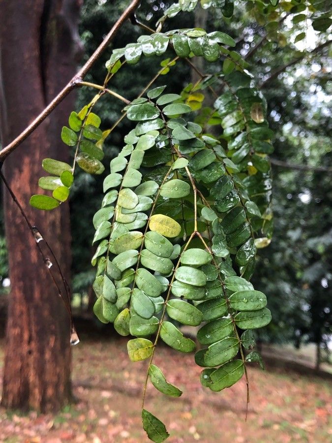 Caesalpinia ferrea leaf