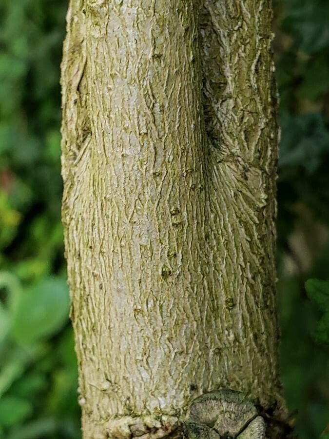 Pavonia multiflora bark