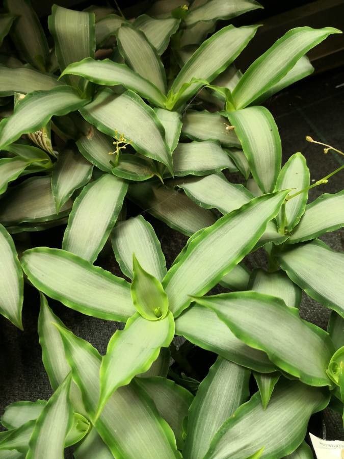 Murdannia loriformis — search result for 'Commelinaceae'