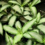 Murdannia loriformis