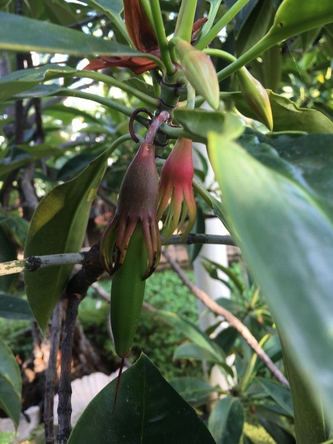 Kandelia candel fruit