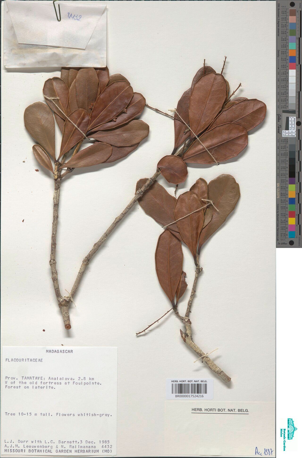 Homalium dorrii — houseplant care guide